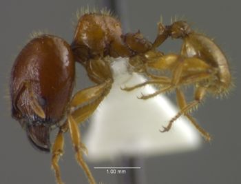 Media type: image;   Entomology 34154 Aspect: habitus lateral view